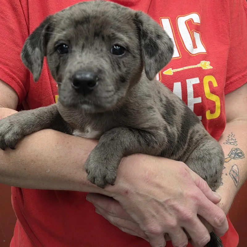 A baby medium-sized female Australian Shepherd dog named Merle for adoption in Parsons, KS