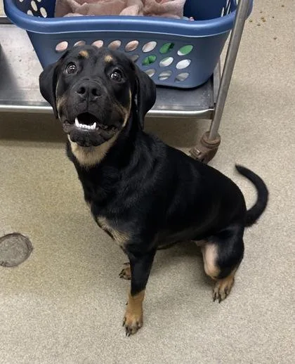 A young medium-sized female Rottweiler dog named Dora for adoption in Palm Coast, FL