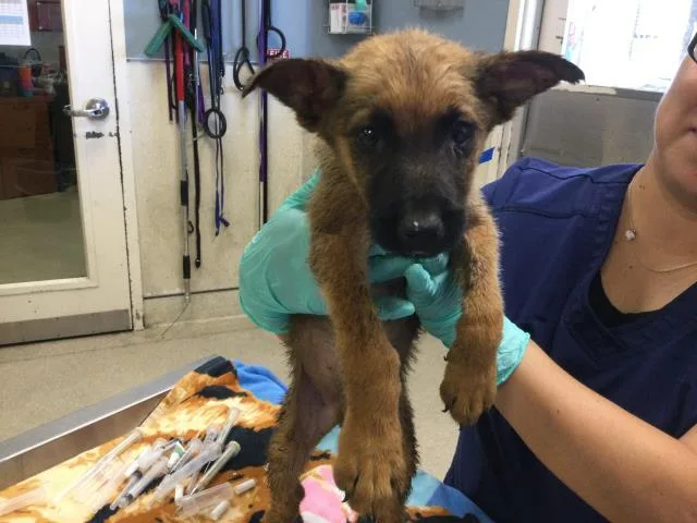 A baby small-sized male German Shepherd Dog dog named Arctic for adoption in Riverside, CA