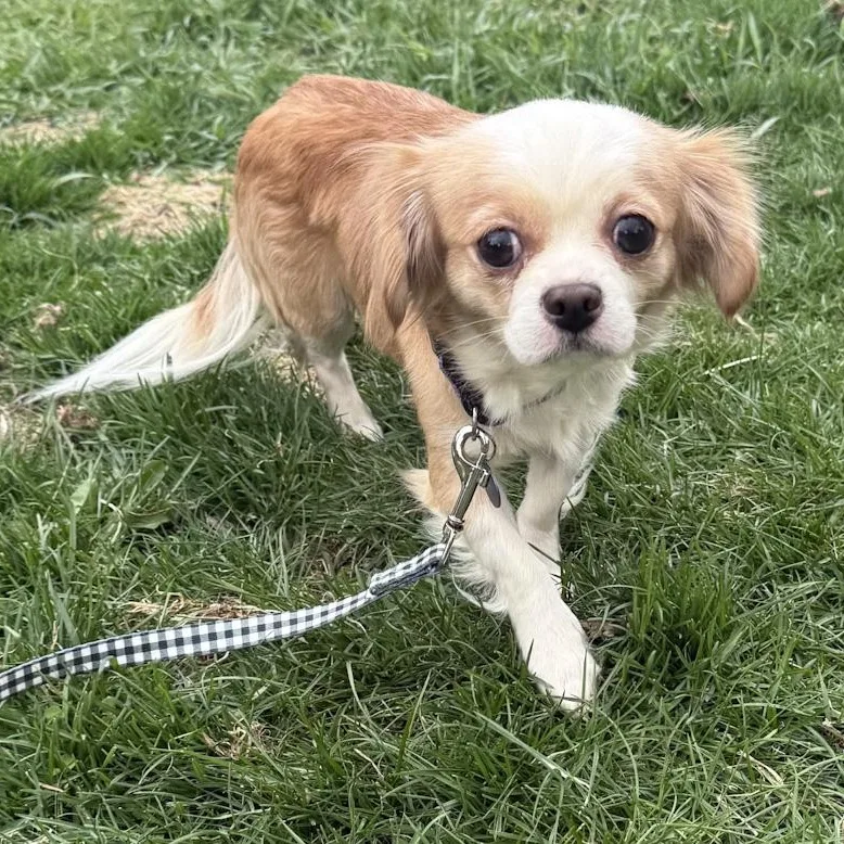 An adult small-sized female Cavalier King Charles Spaniel dog named Skye for adoption in Toledo, OH