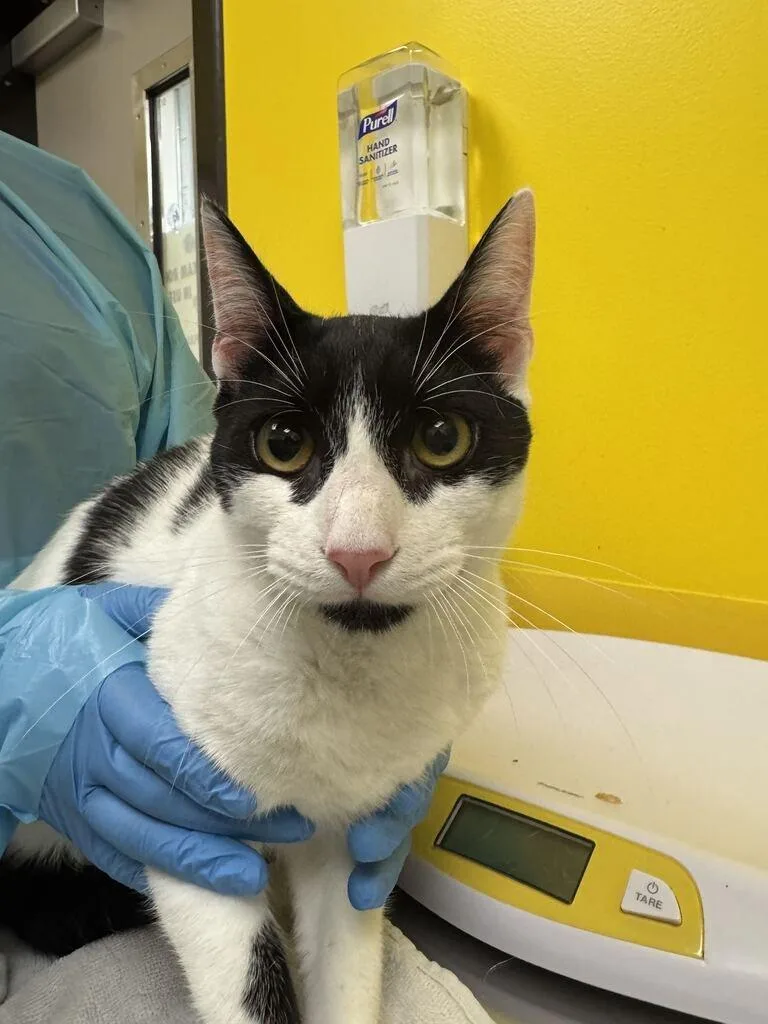 A young small-sized male White Domestic Short Hair cat named Batman for adoption in Raleigh, NC