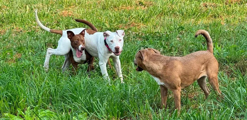 A baby medium-sized female Pit Bull Terrier dog named Mi'Lady for adoption in Germantown, OH