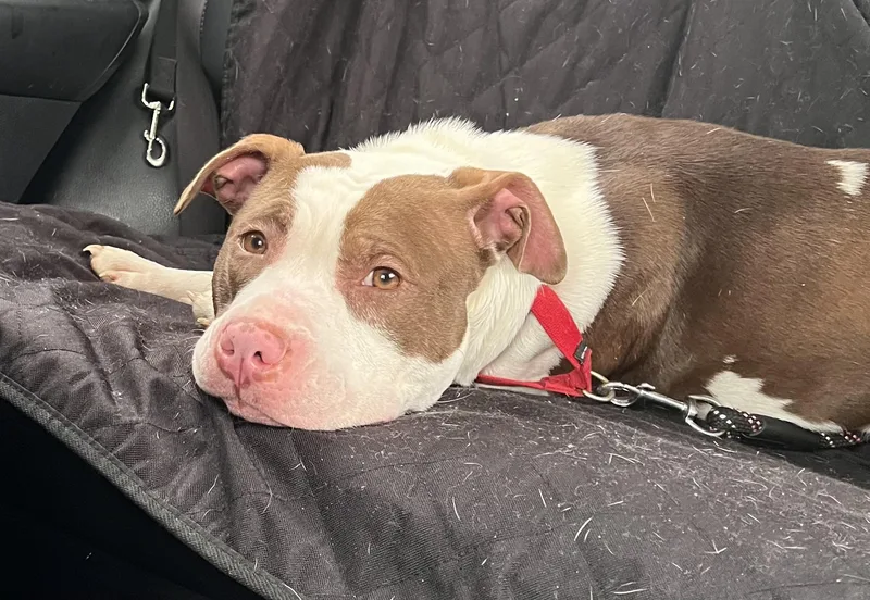 A young medium-sized female Pit Bull Terrier dog named Mallomar for adoption in Medfield, MA