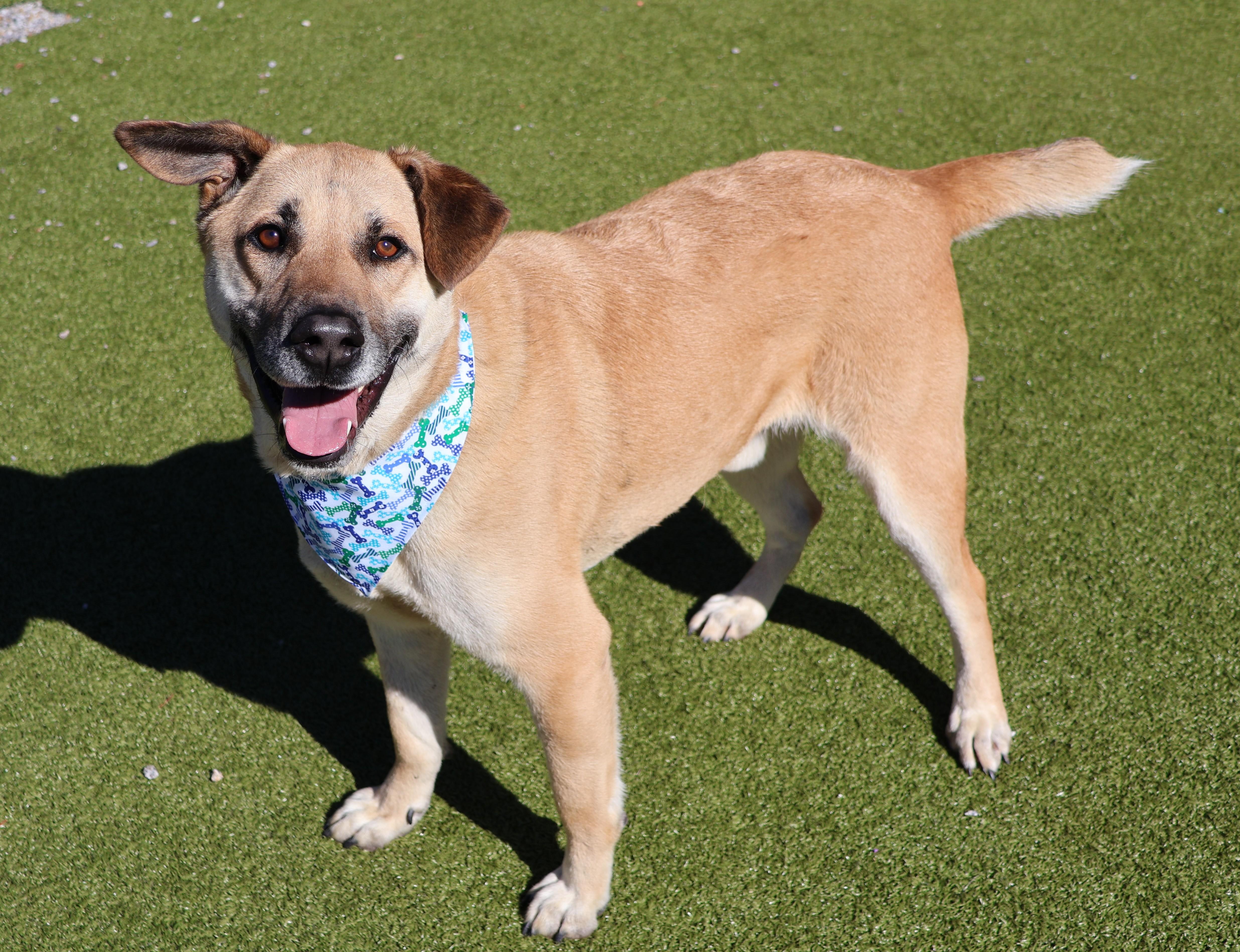An adult large-sized male Mixed Breed dog named Blue for adoption in Athens, GA