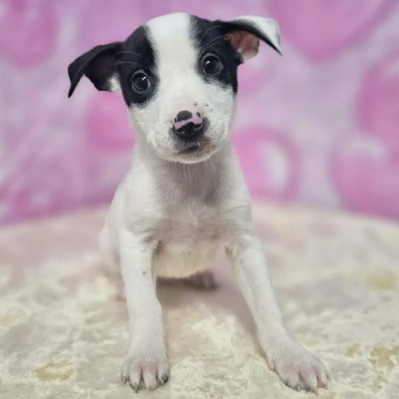 Penelope thumbnail 2