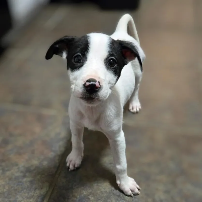 Penelope thumbnail 3