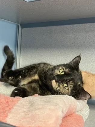 Marie Antionette thumbnail 2