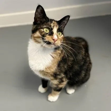 Marmalade thumbnail 2