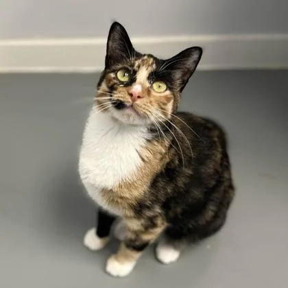 Marmalade thumbnail 3