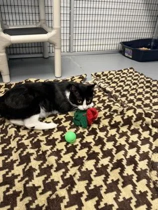 Cool Whip thumbnail 3