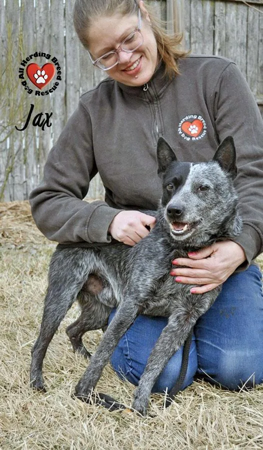 A young medium-sized male Gray / Blue / Silver Cattle Dog dog named Jax for adoption in Joliet, IL