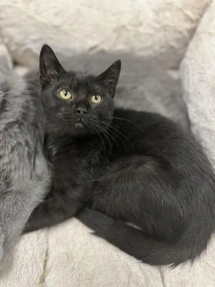 A baby small-sized male Domestic Short Hair cat named Winston for adoption in Mount Pleasant, IA