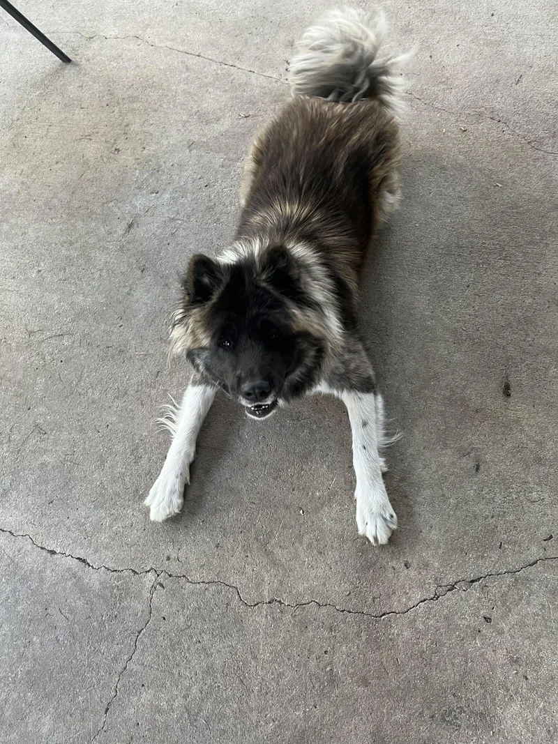 Belle  Courtesy Listing thumbnail 2