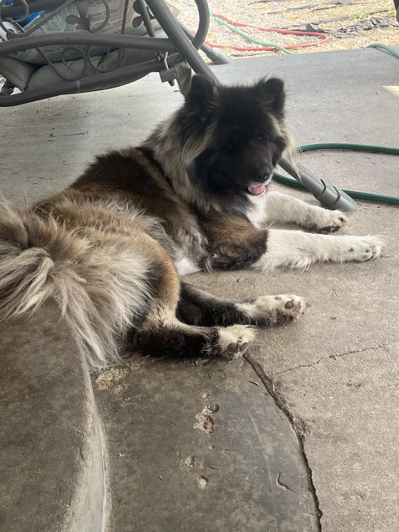 Belle  Courtesy Listing thumbnail 3