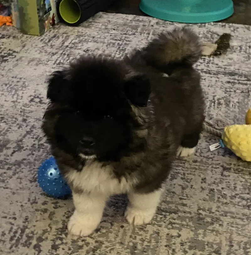 Belle  Courtesy Listing thumbnail 4