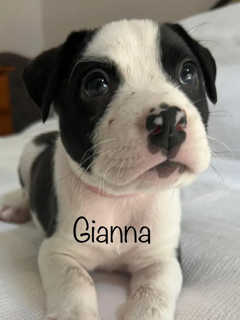 Gianna