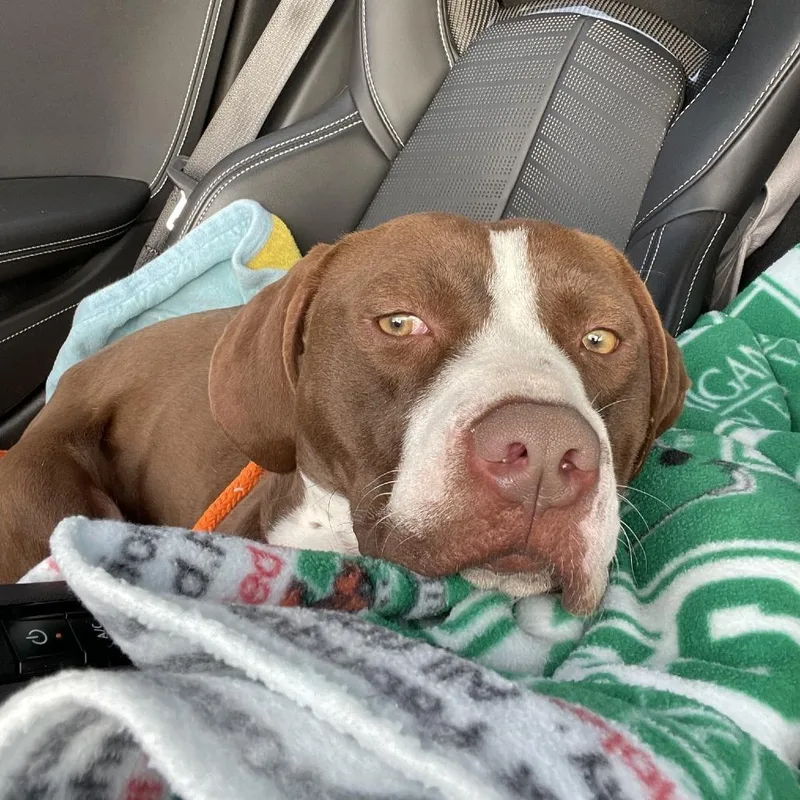 Hm Grizz thumbnail 2