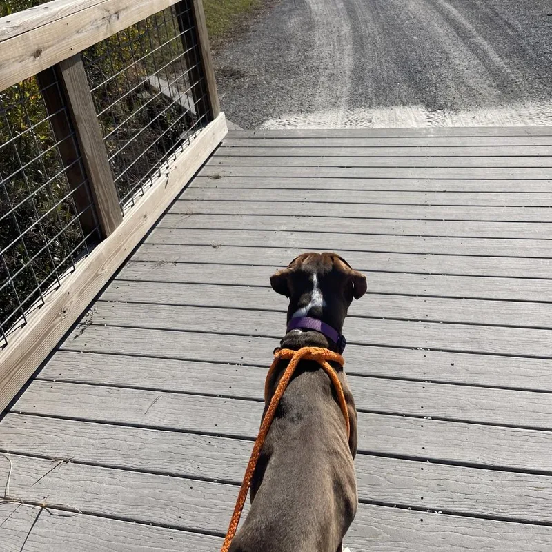 Hm Grizz thumbnail 3