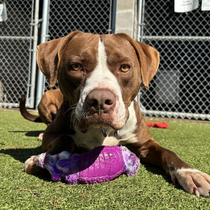 Hm Grizz thumbnail 4