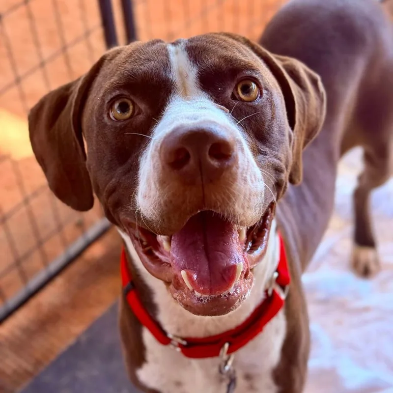 Hm Grizz thumbnail 5