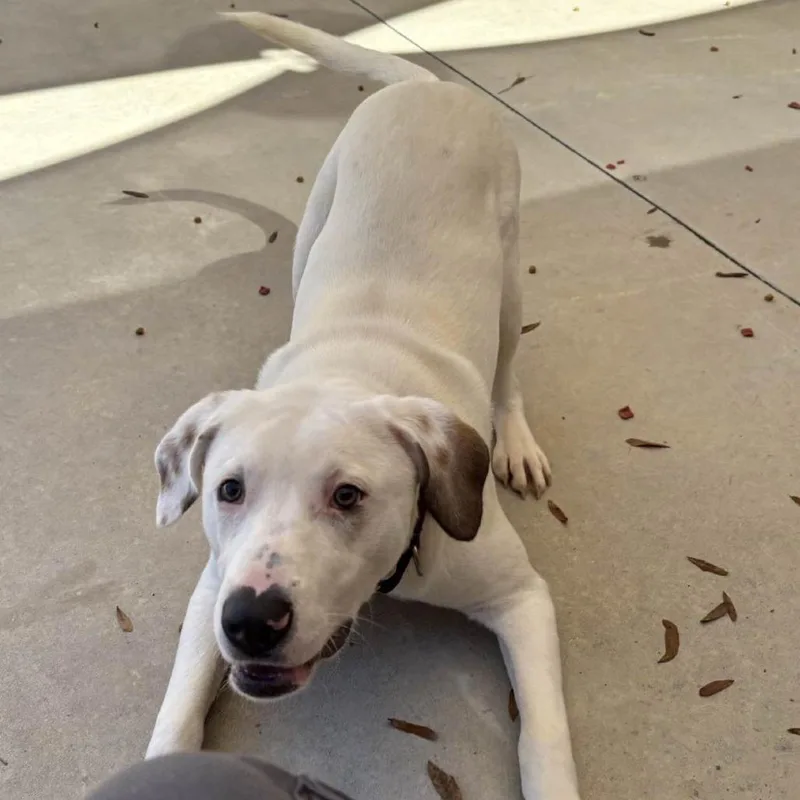 Cottontail thumbnail 2