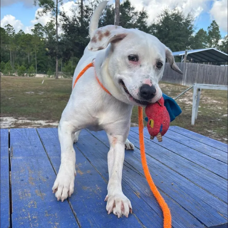 Cottontail thumbnail 3