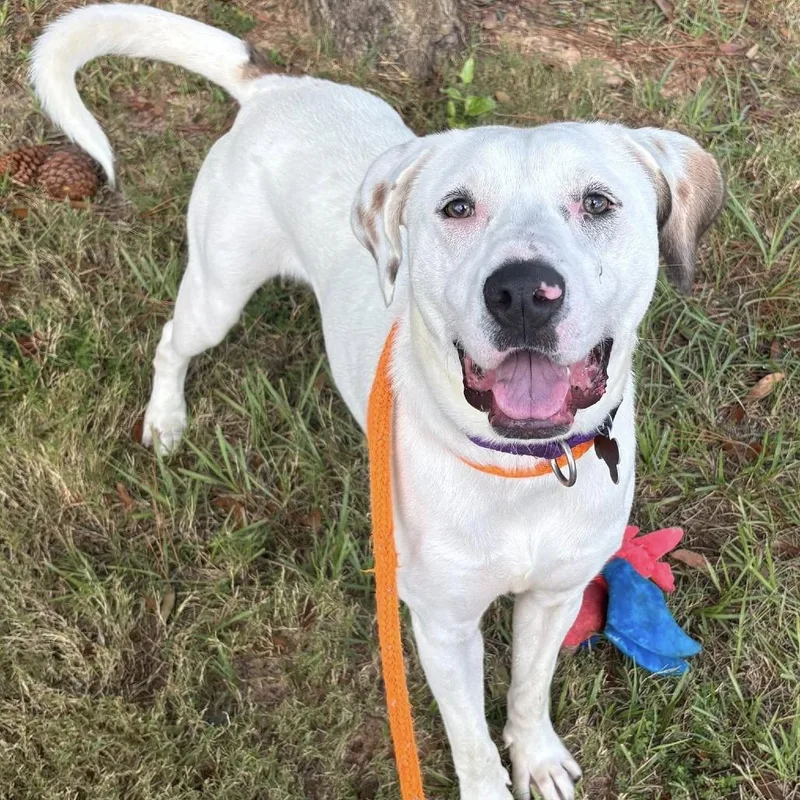 Cottontail thumbnail 4