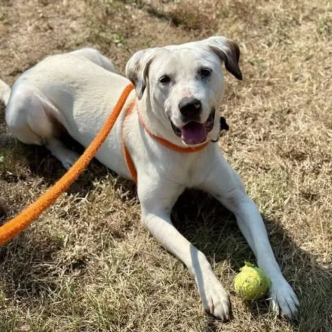 Cottontail thumbnail 5