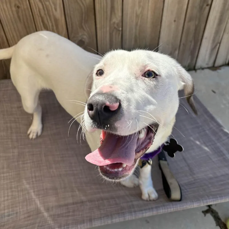 Cottontail thumbnail 6