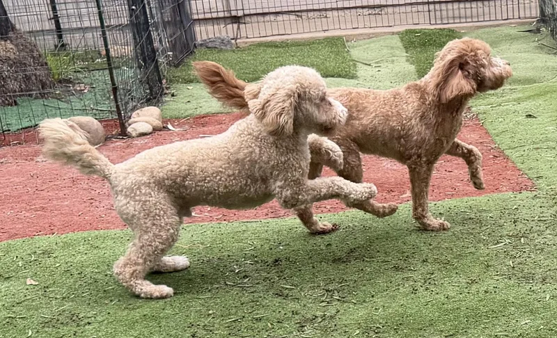 Biscuit And Bowie thumbnail 2