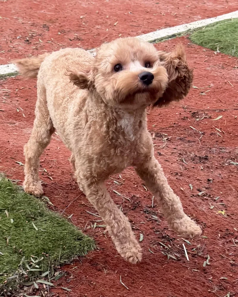 Biscuit And Bowie thumbnail 3