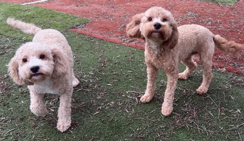 Biscuit And Bowie thumbnail 4