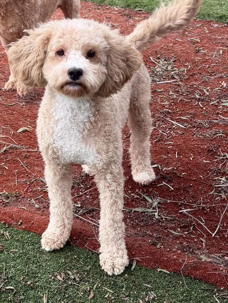 Biscuit And Bowie thumbnail 5