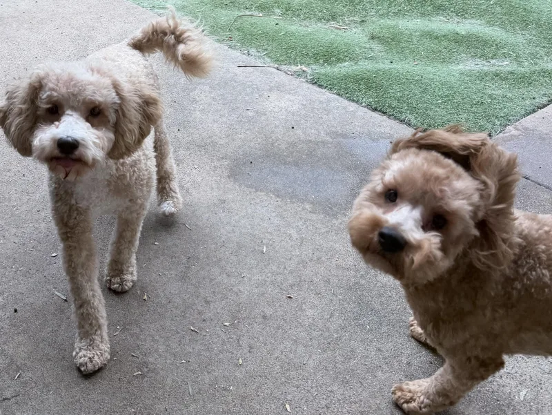 Biscuit And Bowie thumbnail 6