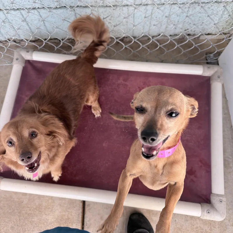 Coco Bean thumbnail 4