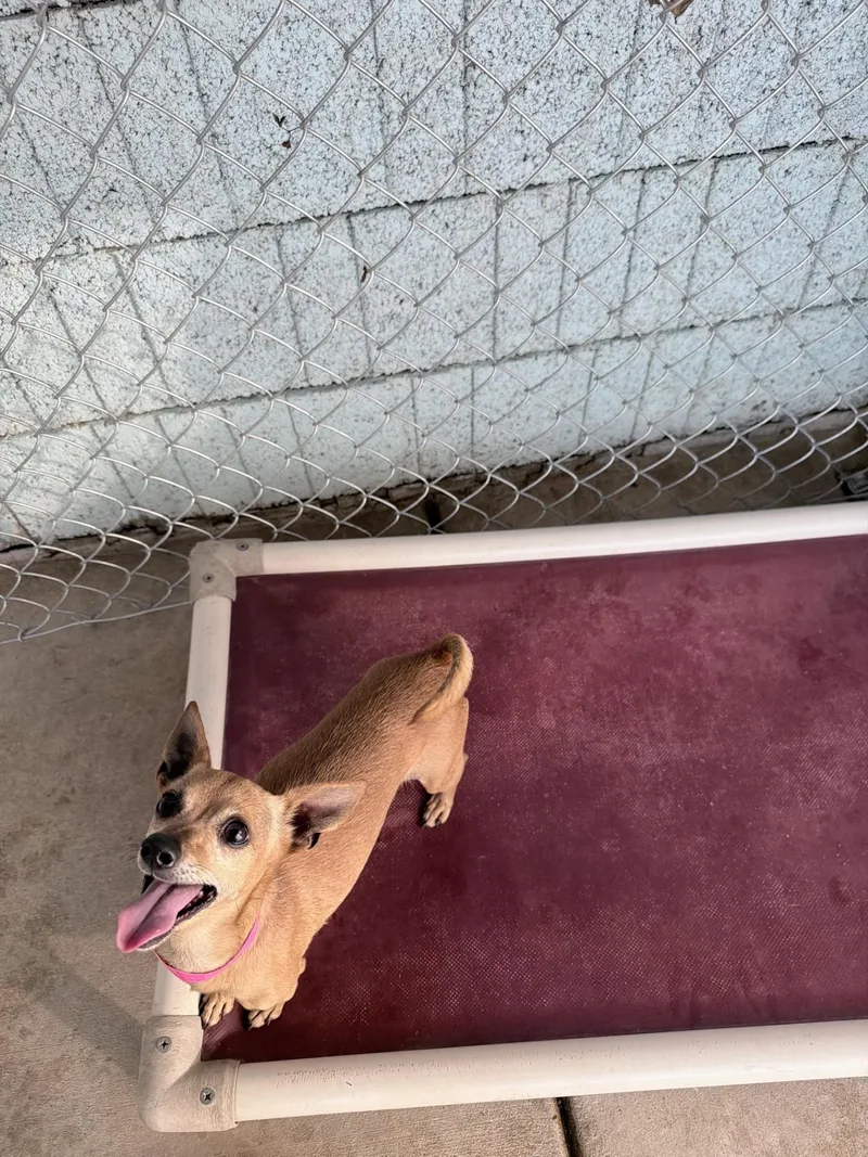 Coco Bean thumbnail 5