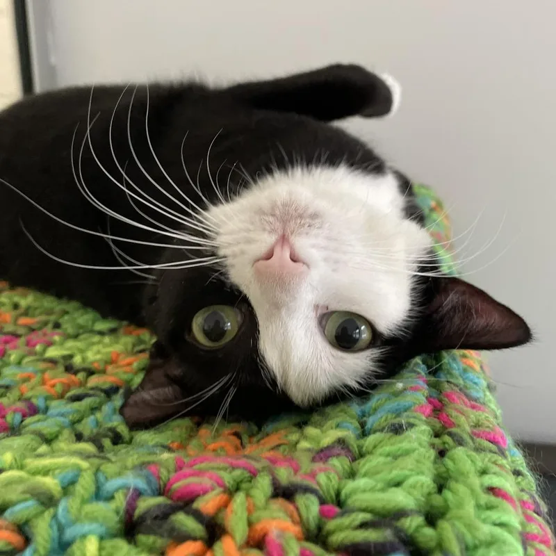 An adult large-sized female Domestic Short Hair cat named Cuddles for adoption in East Hampton, NY