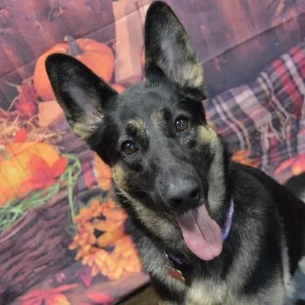 Stella  Home To thumbnail 2