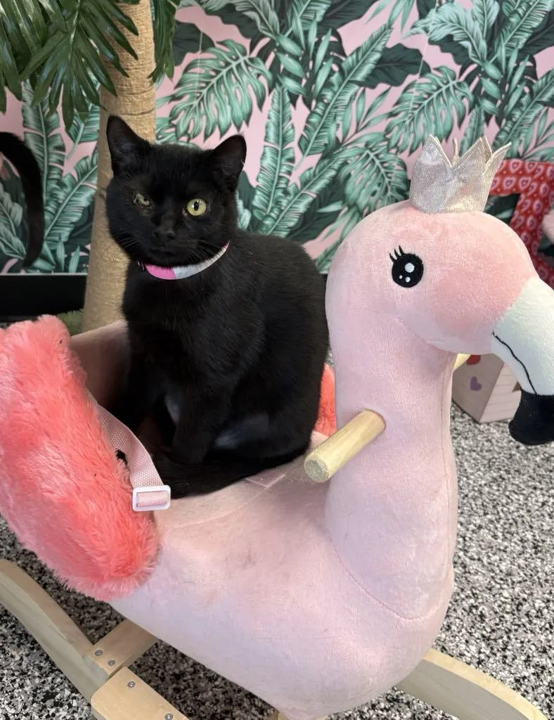 Midnight thumbnail 4