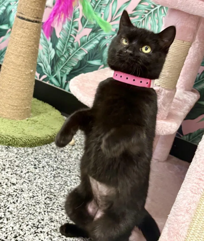 Midnight thumbnail 6