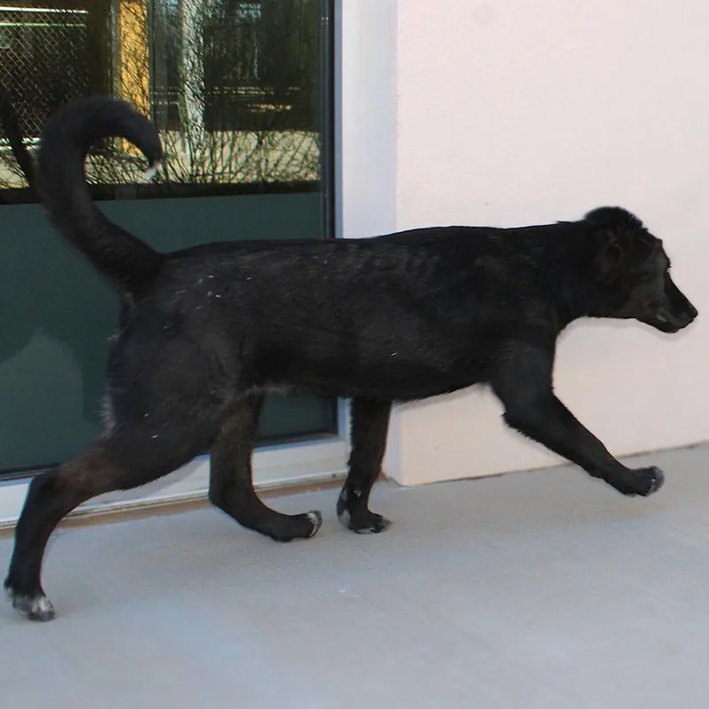 A young medium-sized female Black Mixed Breed dog named Azure for adoption in Las Cruces, NM