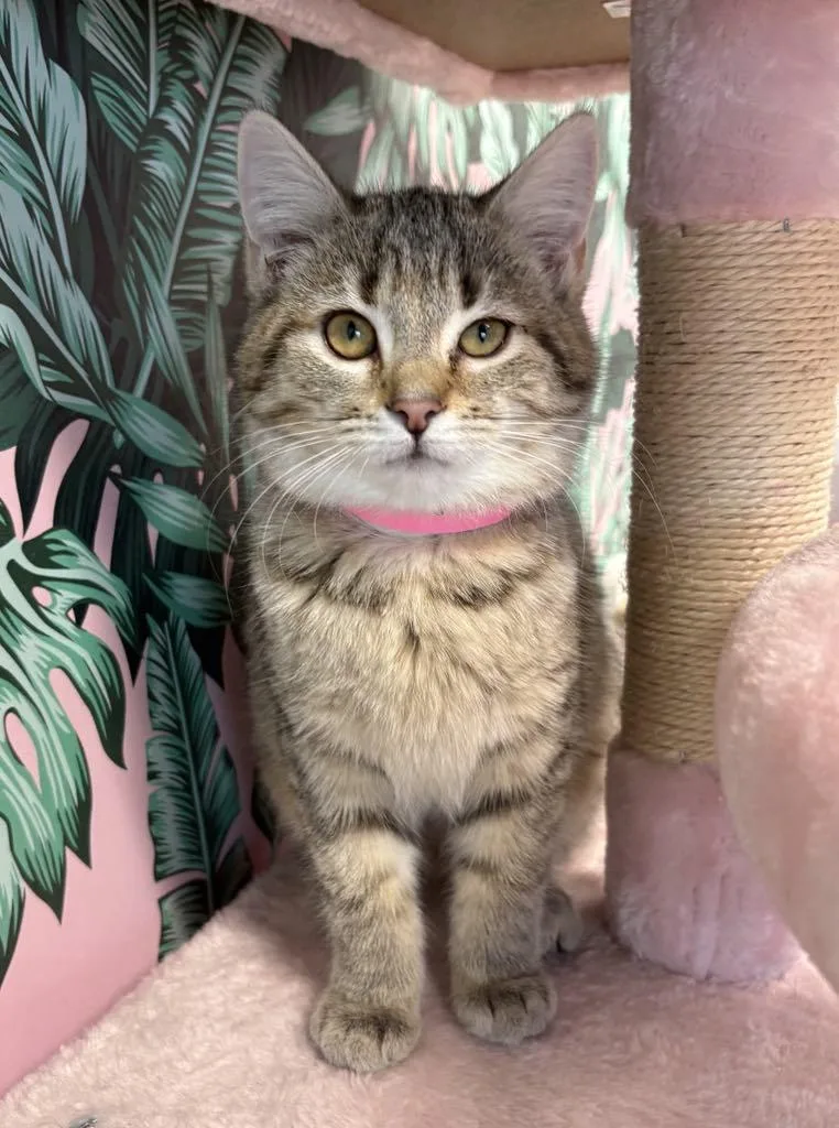 A young small-sized female Tabby (Buff / Tan / Fawn) Domestic Short Hair cat named Lottie for adoption in Cortland, OH