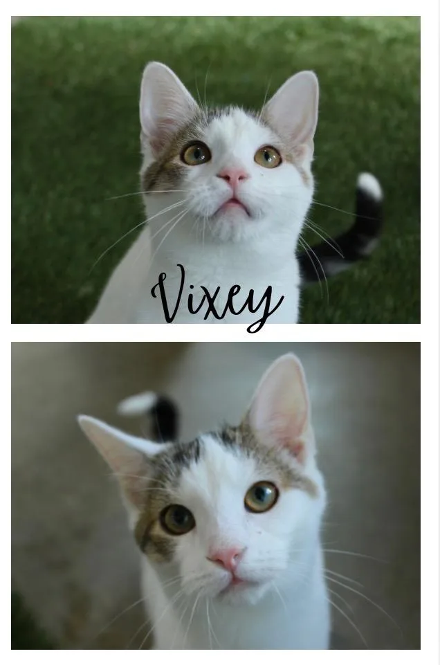 Vixey thumbnail 3