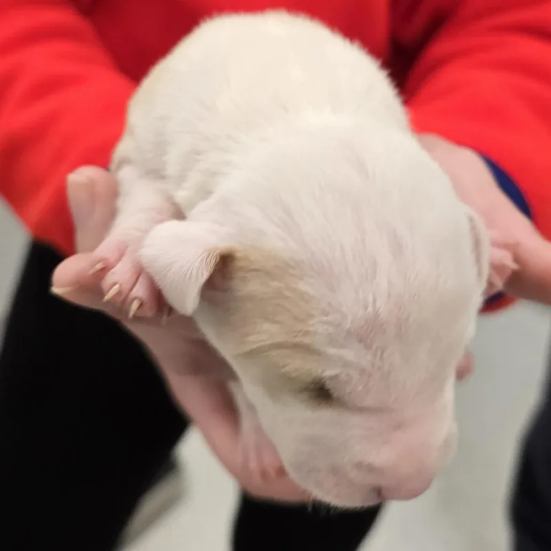 Klondyke thumbnail 2