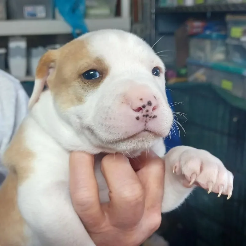 Klondyke thumbnail 4