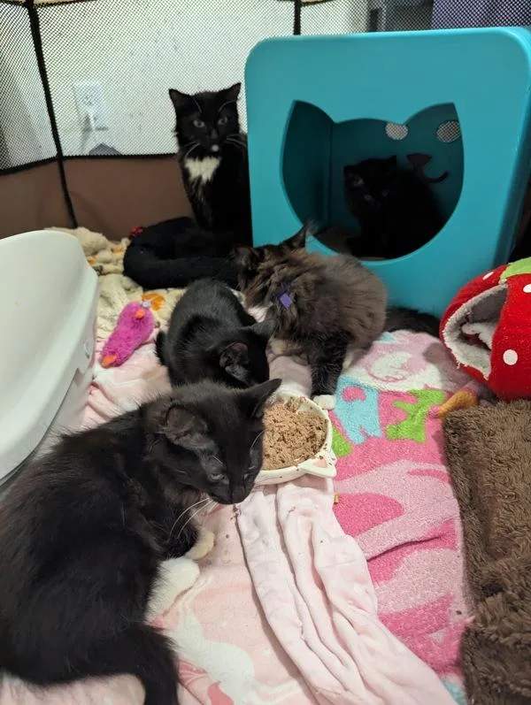 Persephone thumbnail 2