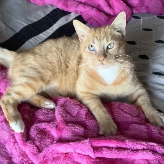 Goldfish thumbnail 2