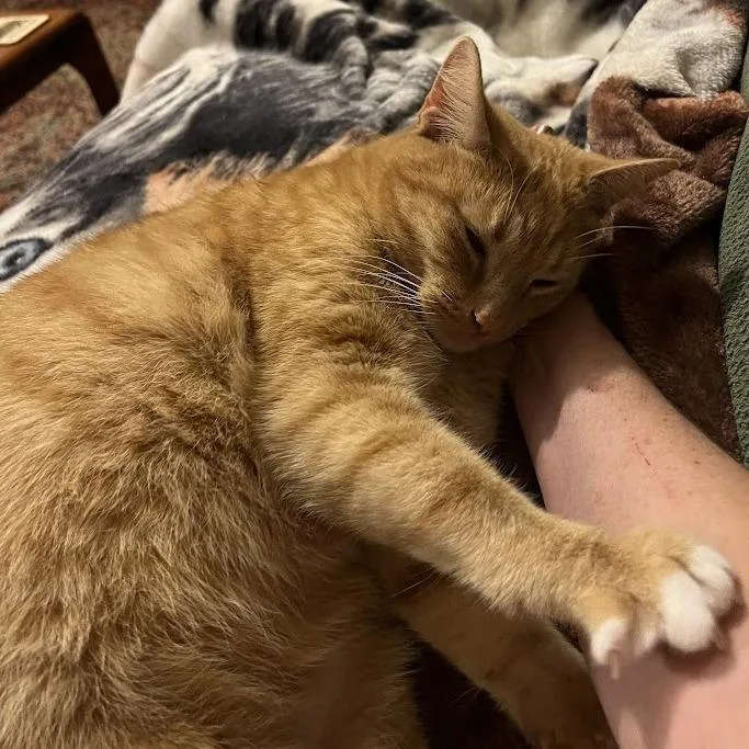 Goldfish thumbnail 3