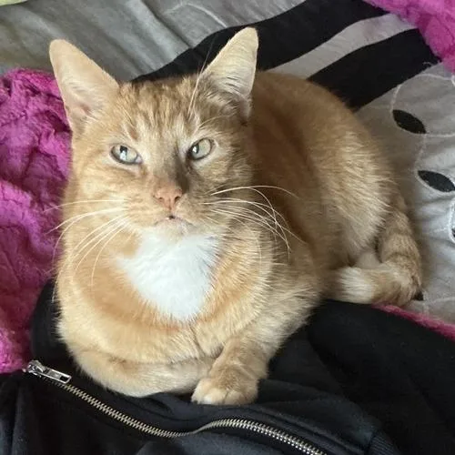 Goldfish thumbnail 4