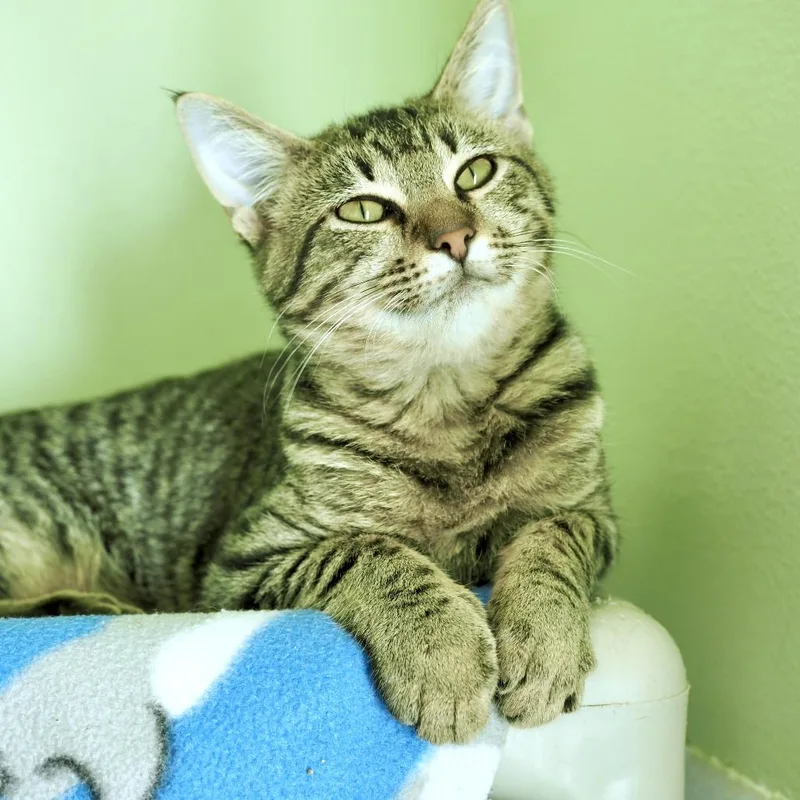 Good Sam thumbnail 3